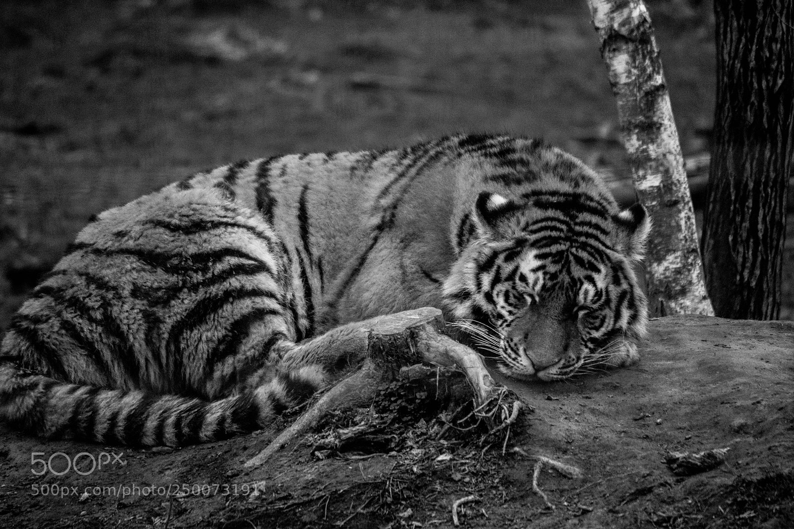 Nikon D500 sample photo. Sleeping beauty photography