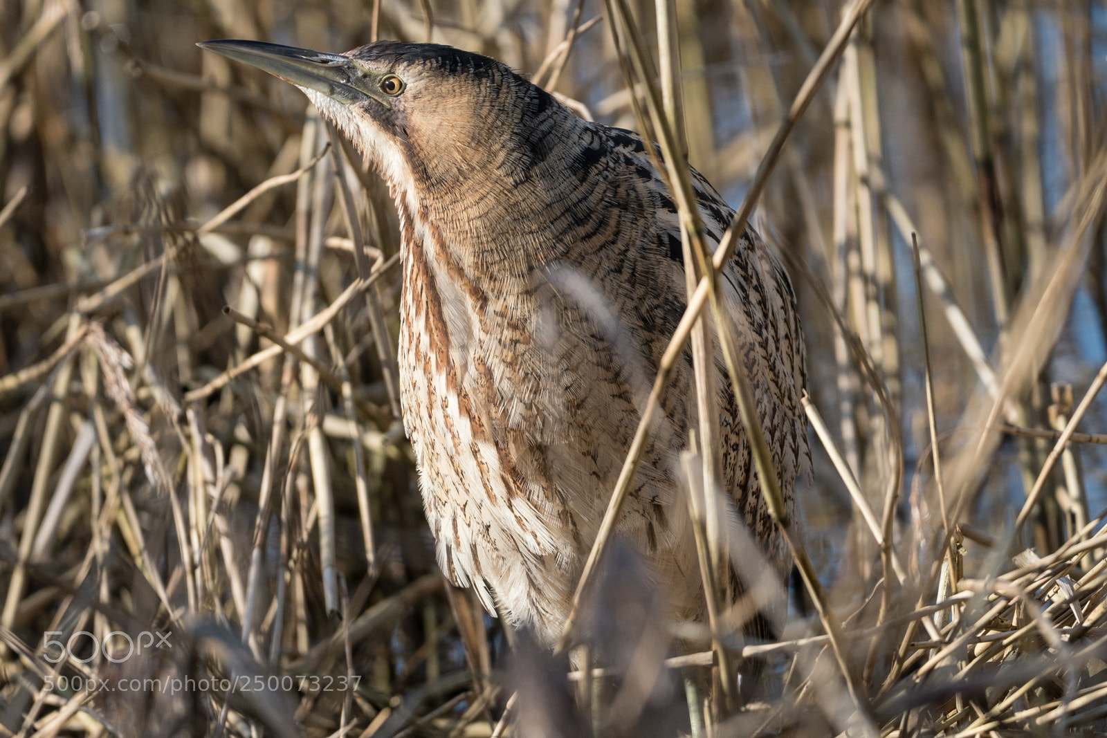 Sony a6300 sample photo. Bittern, roerdomp photography