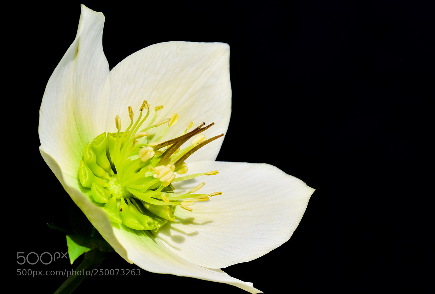 Nikon D7200 sample photo. 21.03.2018 - 2 photography