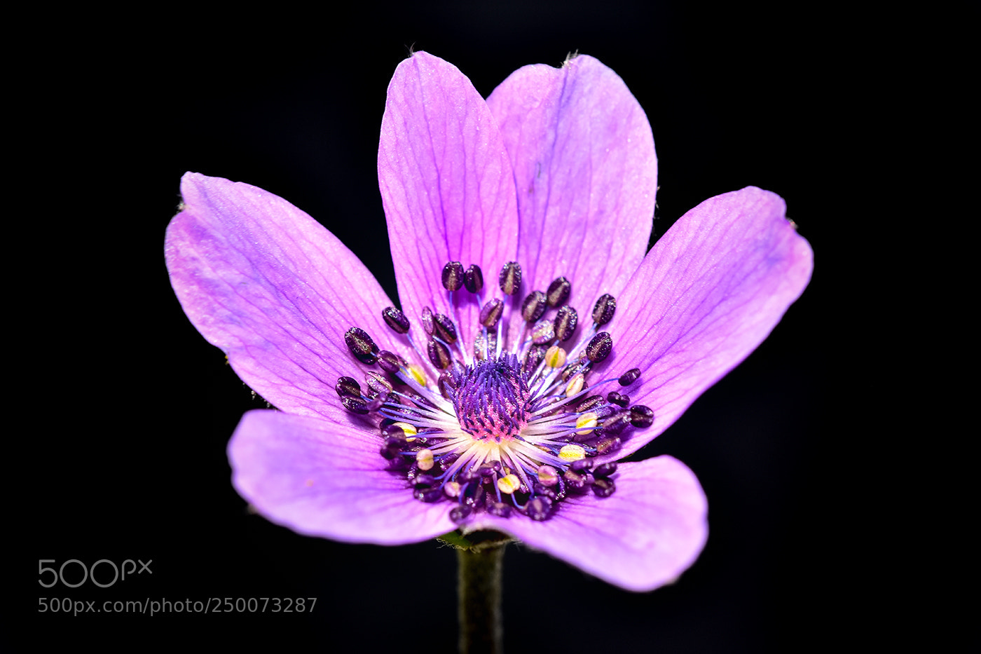 Nikon D7200 sample photo. 21.03.2018 - 3 photography