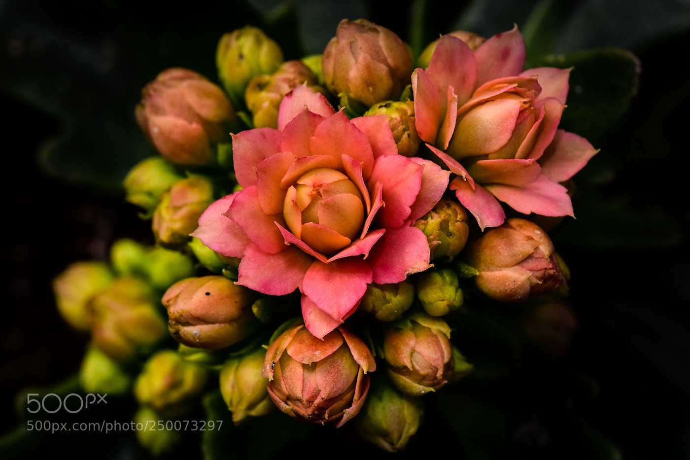 Nikon D7200 sample photo. 21.03.2018 - 4 photography