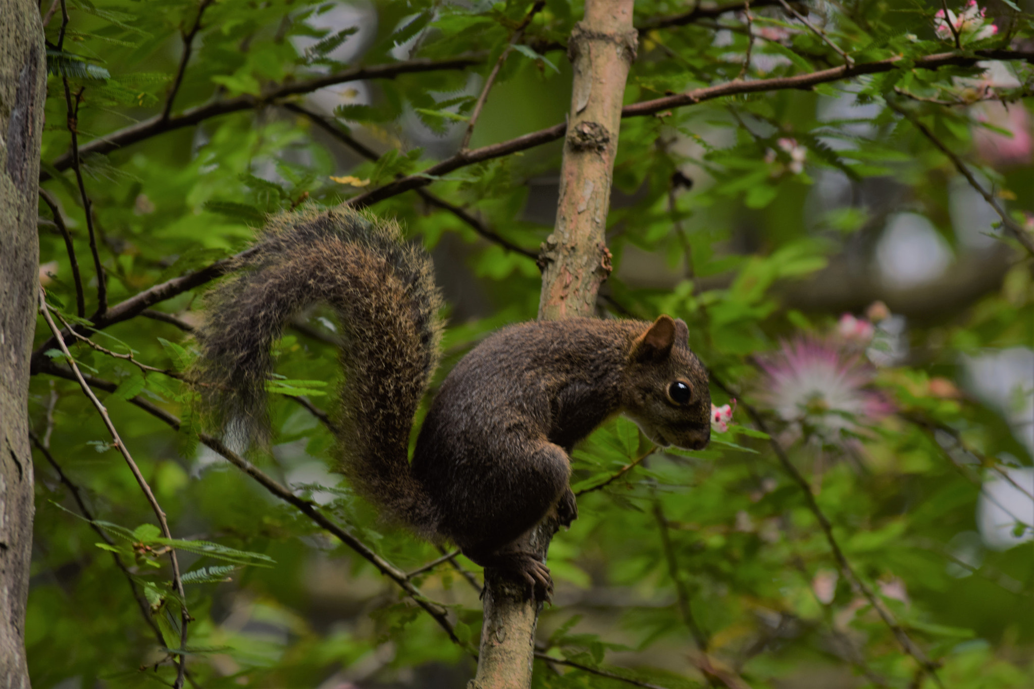 Nikon D5300 sample photo. A squirrel on the branch photography