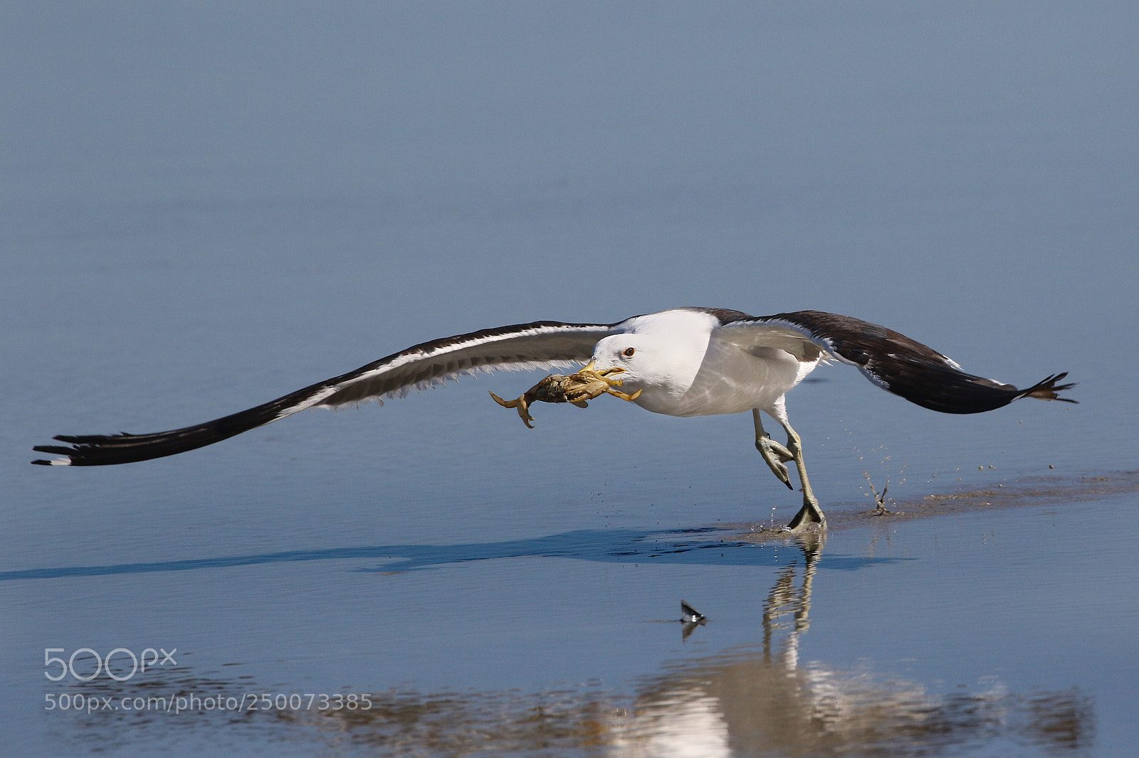 Canon EOS 7D Mark II sample photo. Crab for breakfast photography