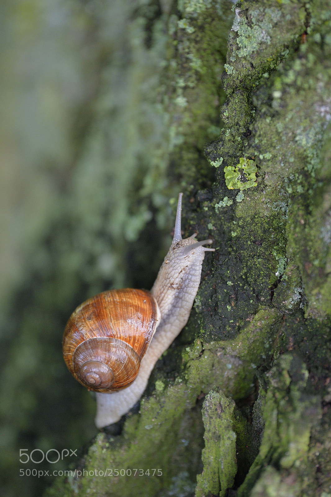 Nikon Df sample photo. Snail 1.jpg photography