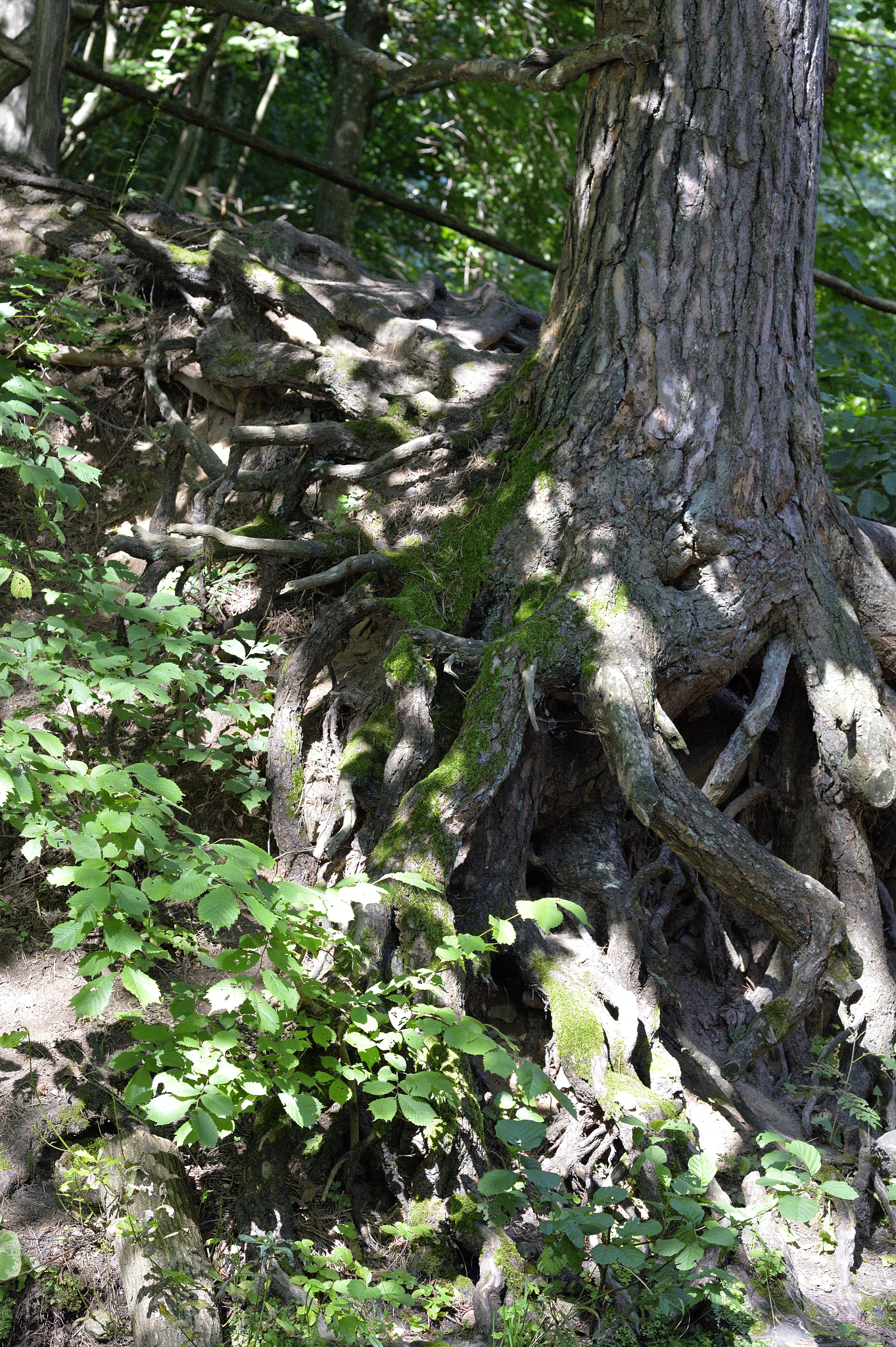 Nikon Df sample photo. Roots and a tree 1 photography