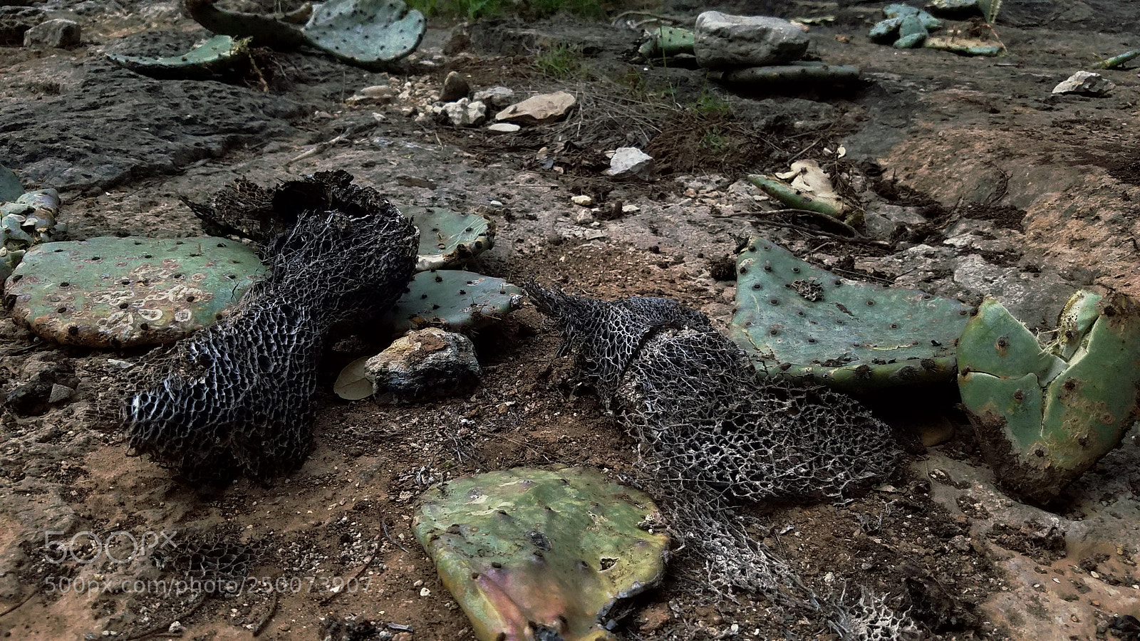 Samsung Galaxy S7 sample photo. Cactus creekbed photography