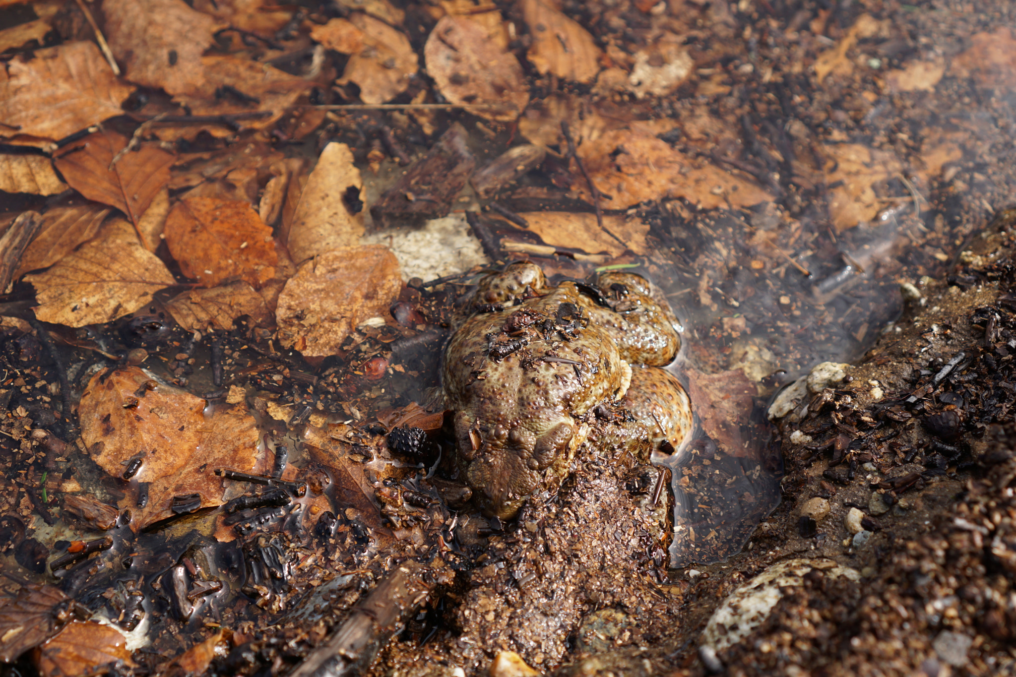 Sony E 35mm F1.8 OSS sample photo. Toads and leaves photography