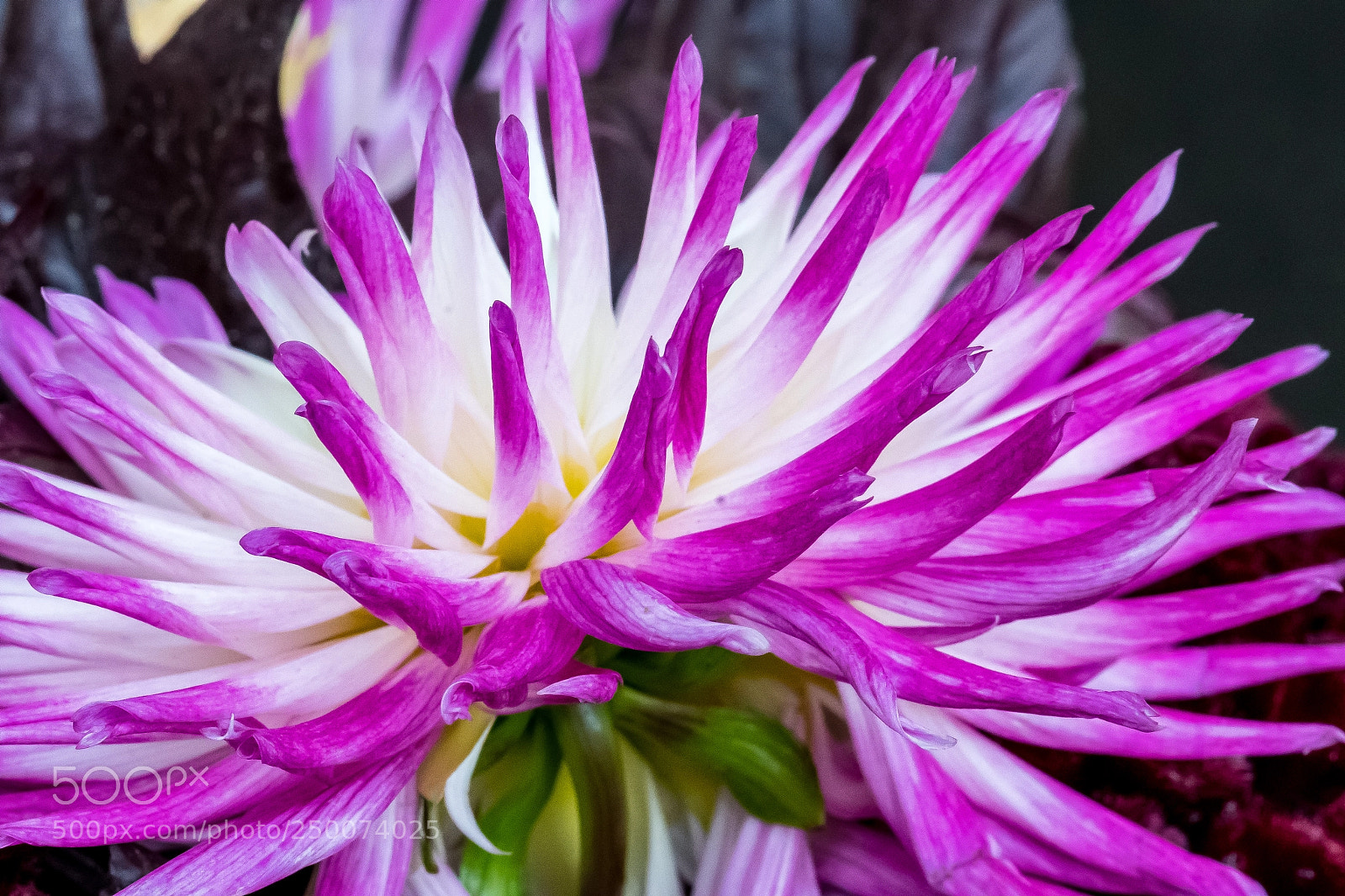 Sony a9 sample photo. Pink and white arcs photography