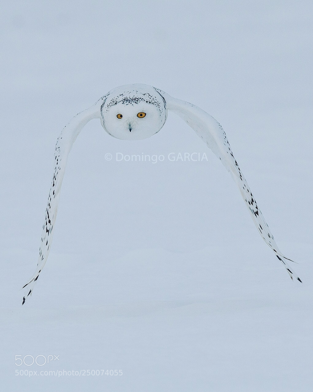 Nikon D5 sample photo. Untitled photography