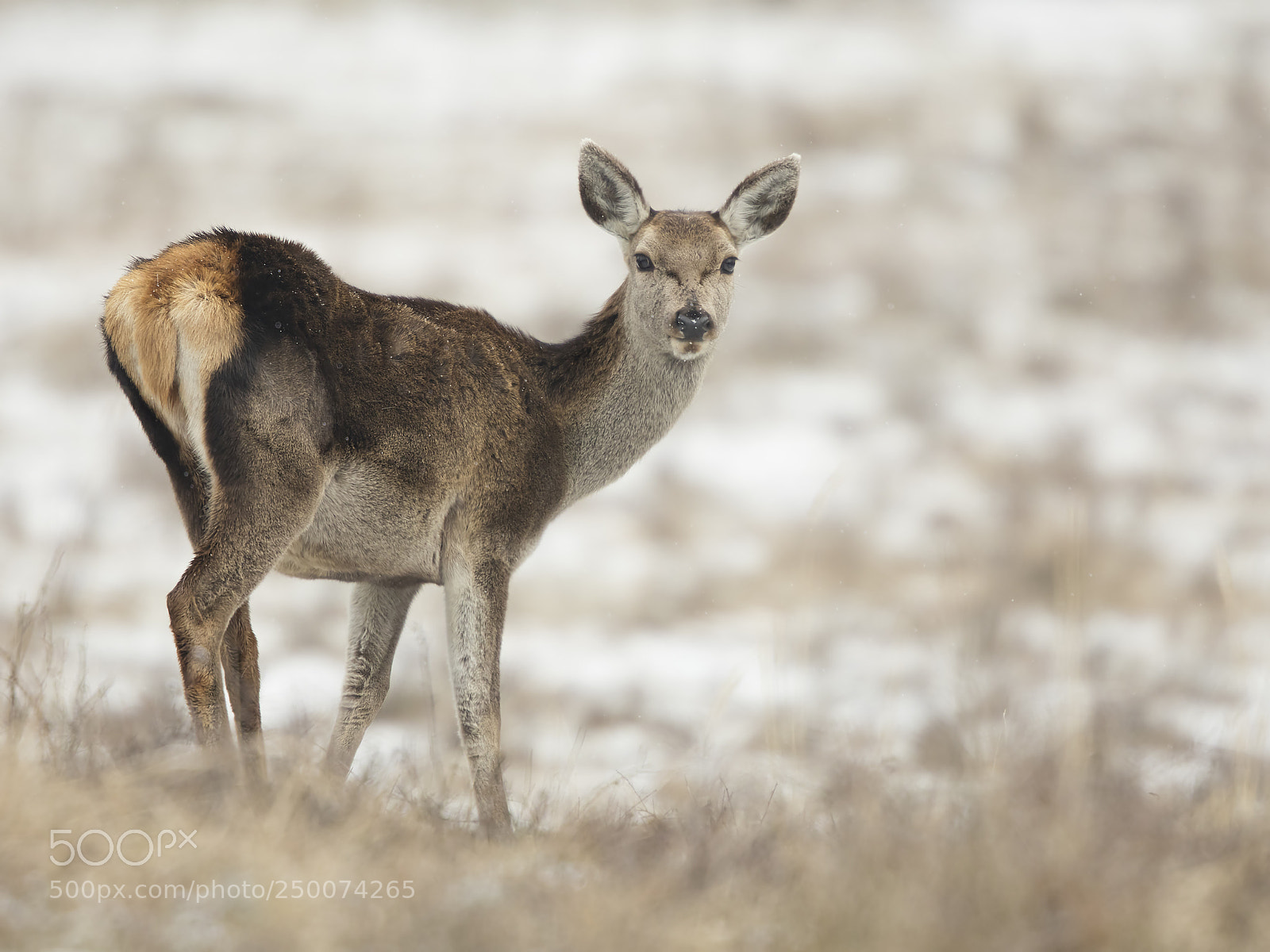 Canon EOS 5DS R sample photo. Red deer female photography