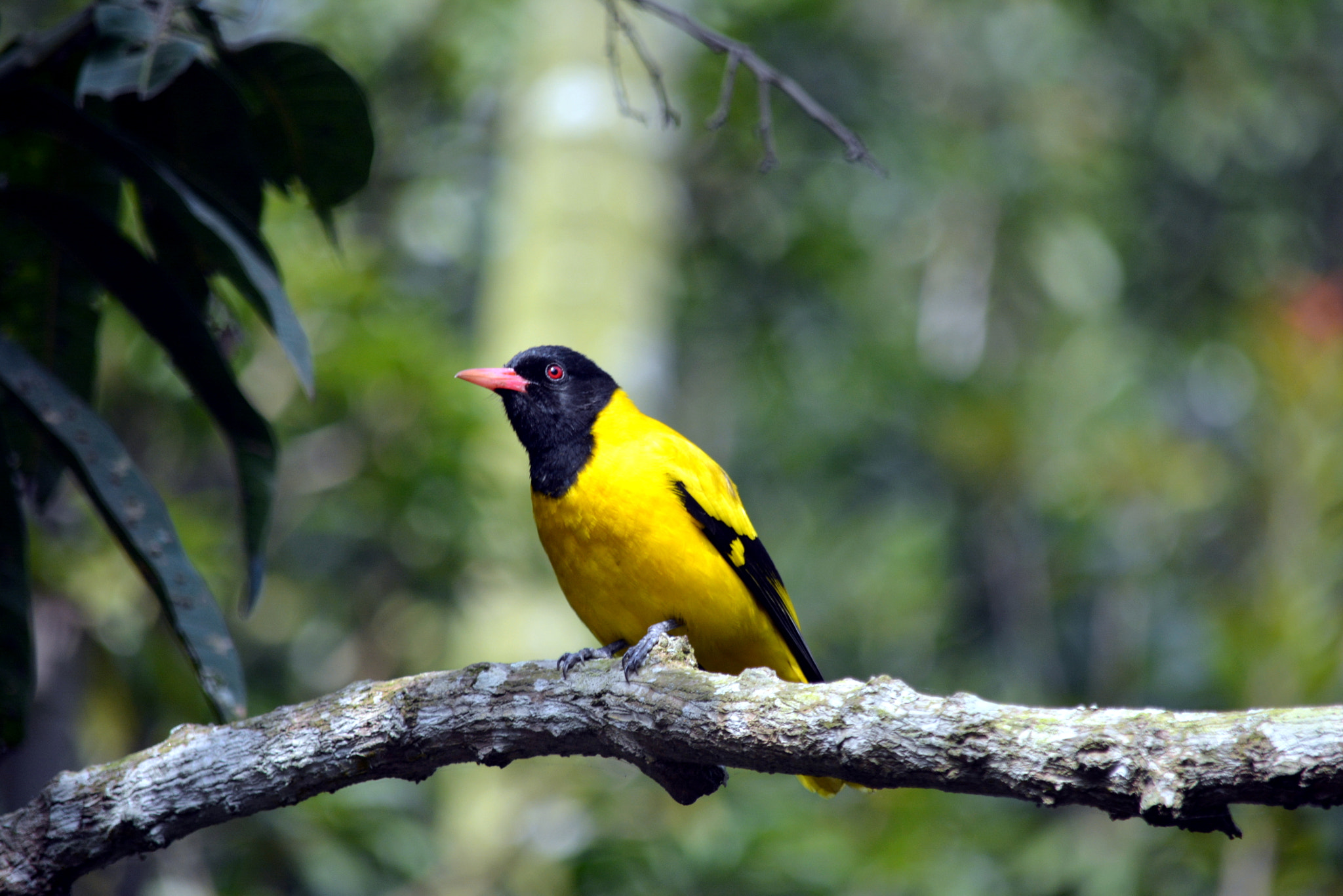 Nikon D5200 sample photo. Black-hooded oriole photography