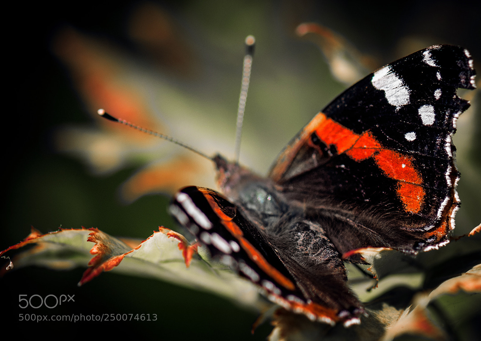 Nikon D810 sample photo. * photography