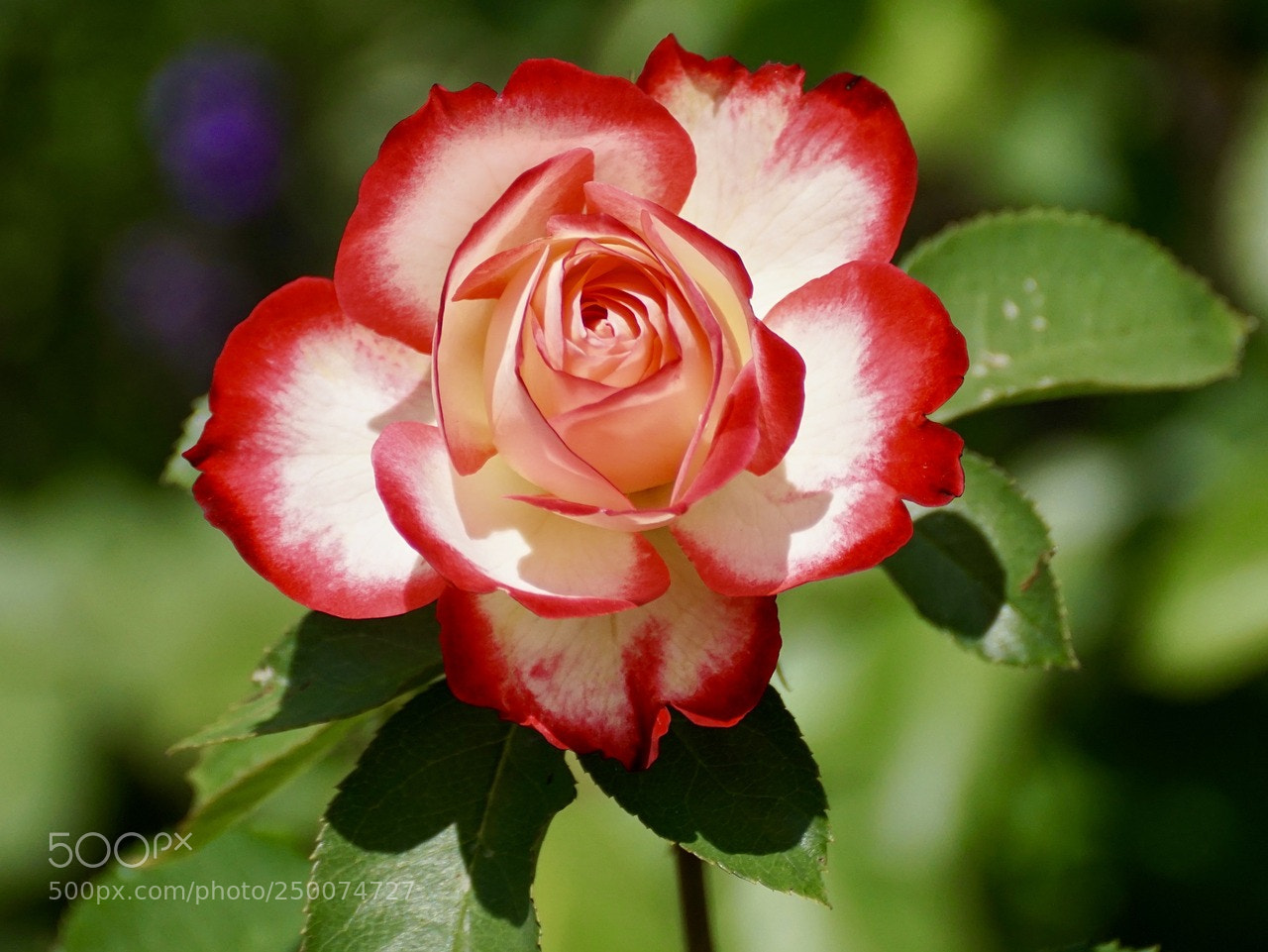Sony ILCA-77M2 sample photo. Untitled photography