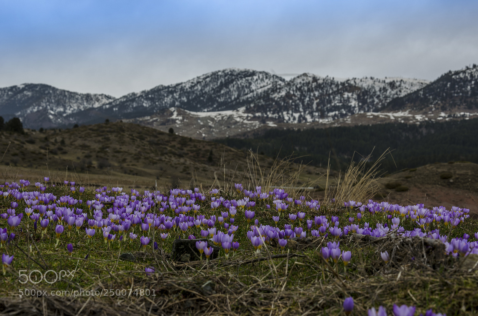 Nikon D5100 sample photo. Purple flowers in the photography