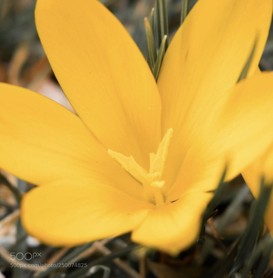 Canon EOS 1300D (EOS Rebel T6 / EOS Kiss X80) sample photo. Crocus photography