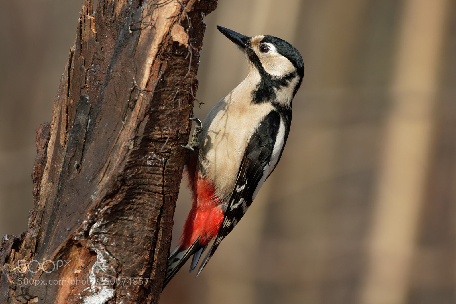 Canon EOS 7D Mark II sample photo. Great spotted woodpecker dendrocopos photography