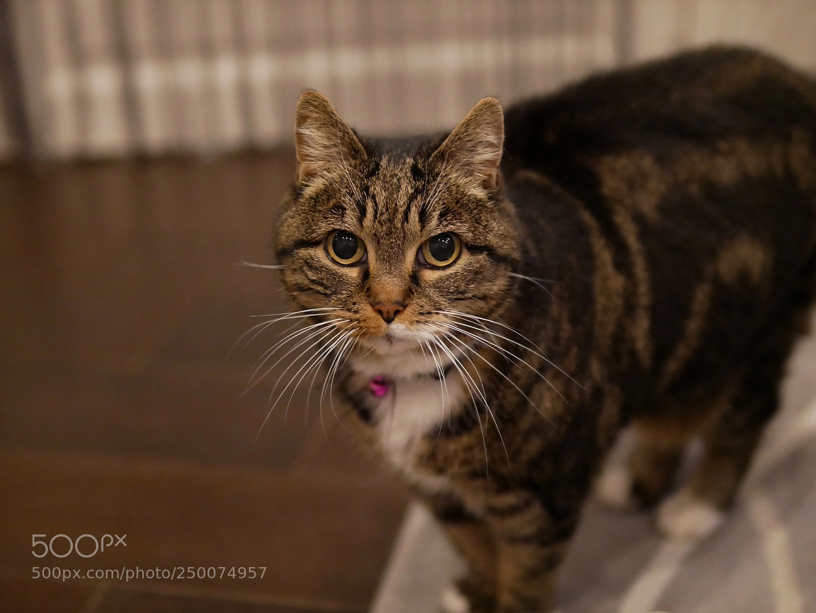 Panasonic Lumix DMC-G85 (Lumix DMC-G80) sample photo. My cat photography