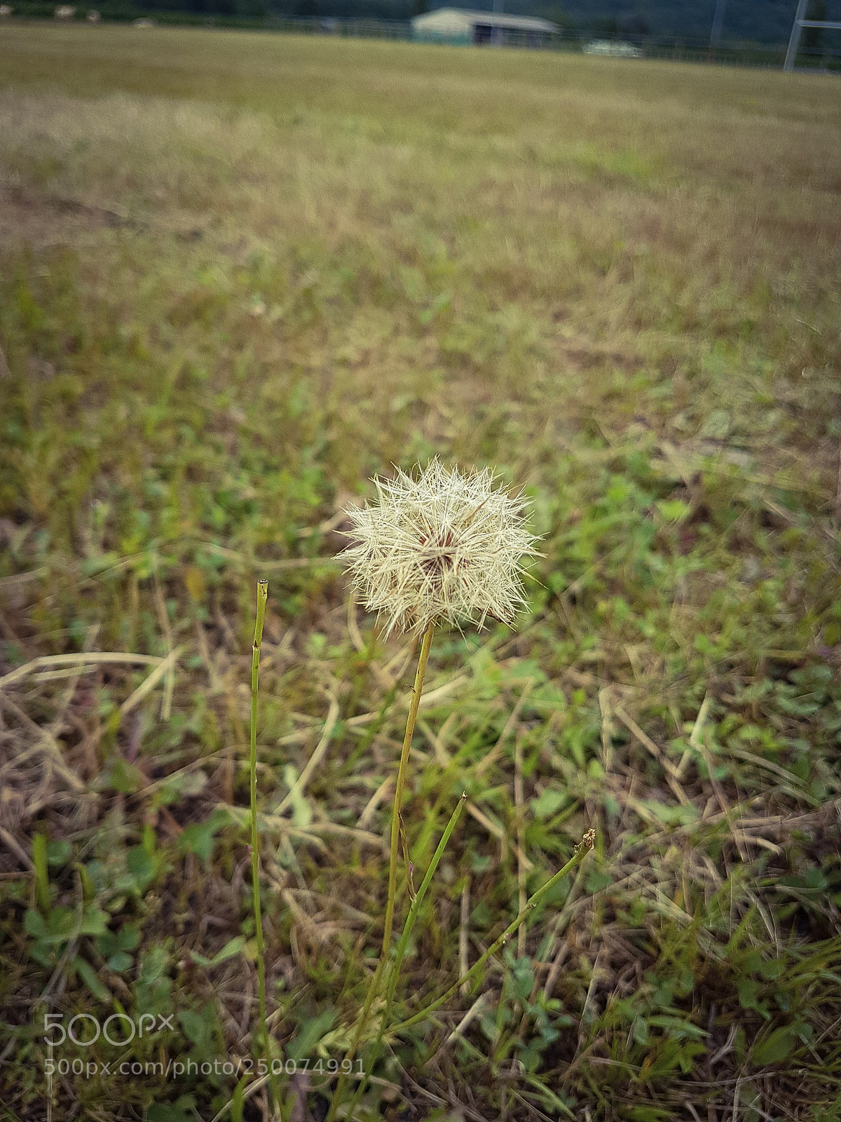 Samsung Galaxy S7 Edge sample photo. Untitled photography