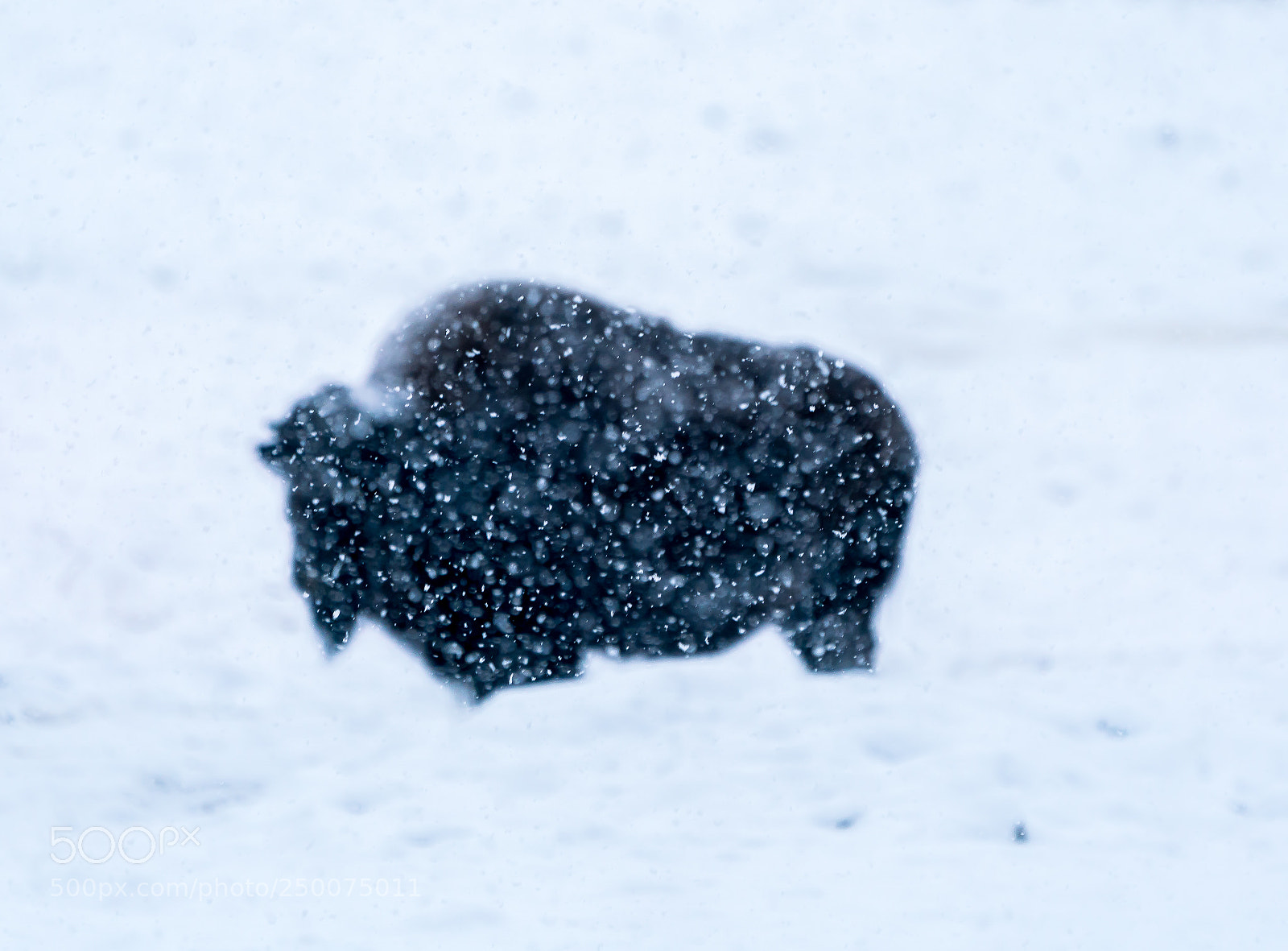 Sony a7R III sample photo. Buffalo photography