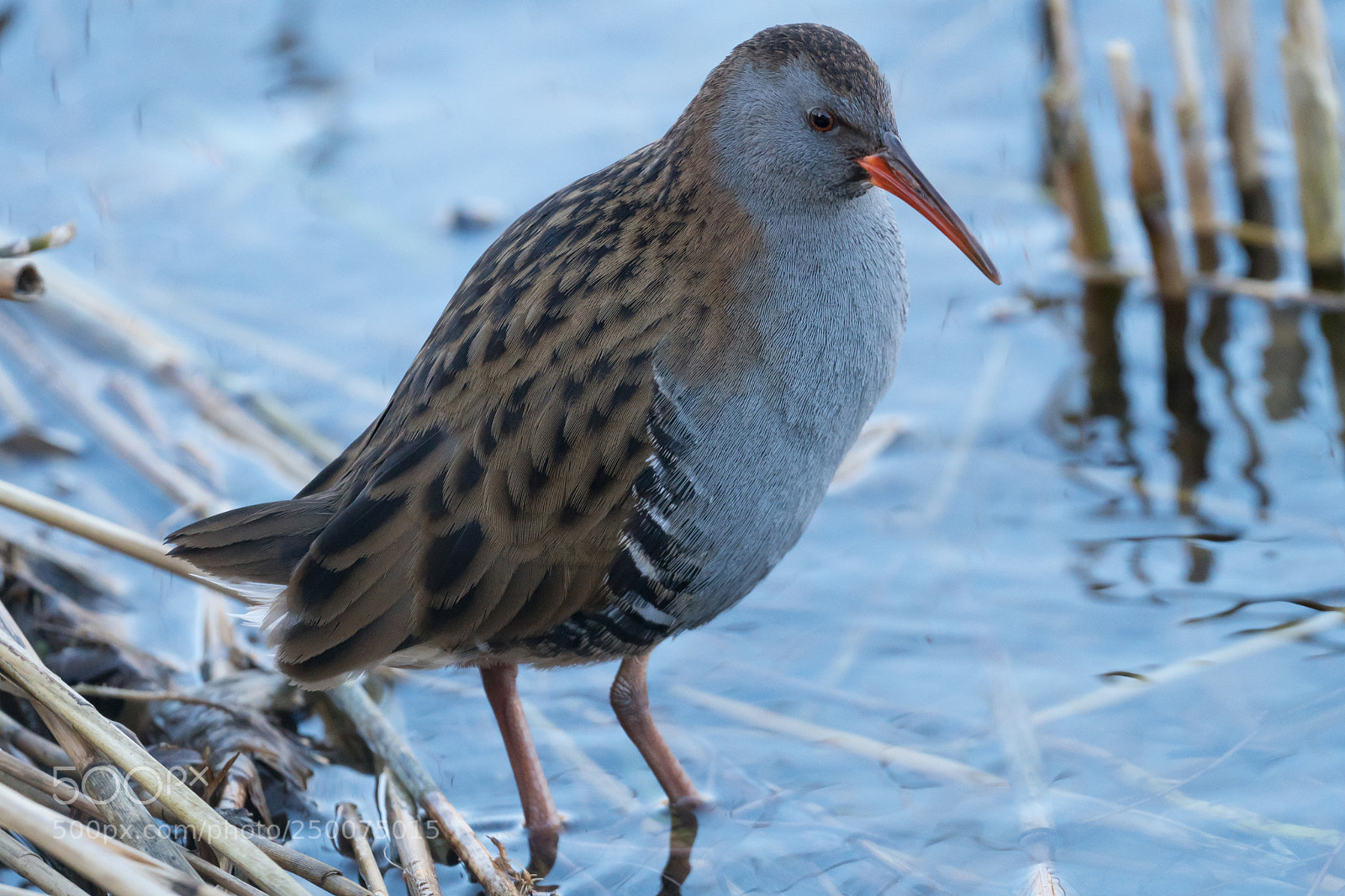 Sony a6300 sample photo. Water rail, waterral photography