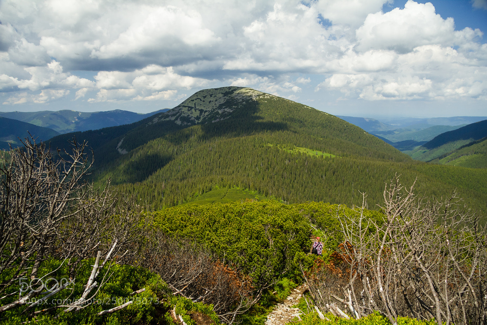 Canon EOS 550D (EOS Rebel T2i / EOS Kiss X4) sample photo. Mountain pine aka pinus photography