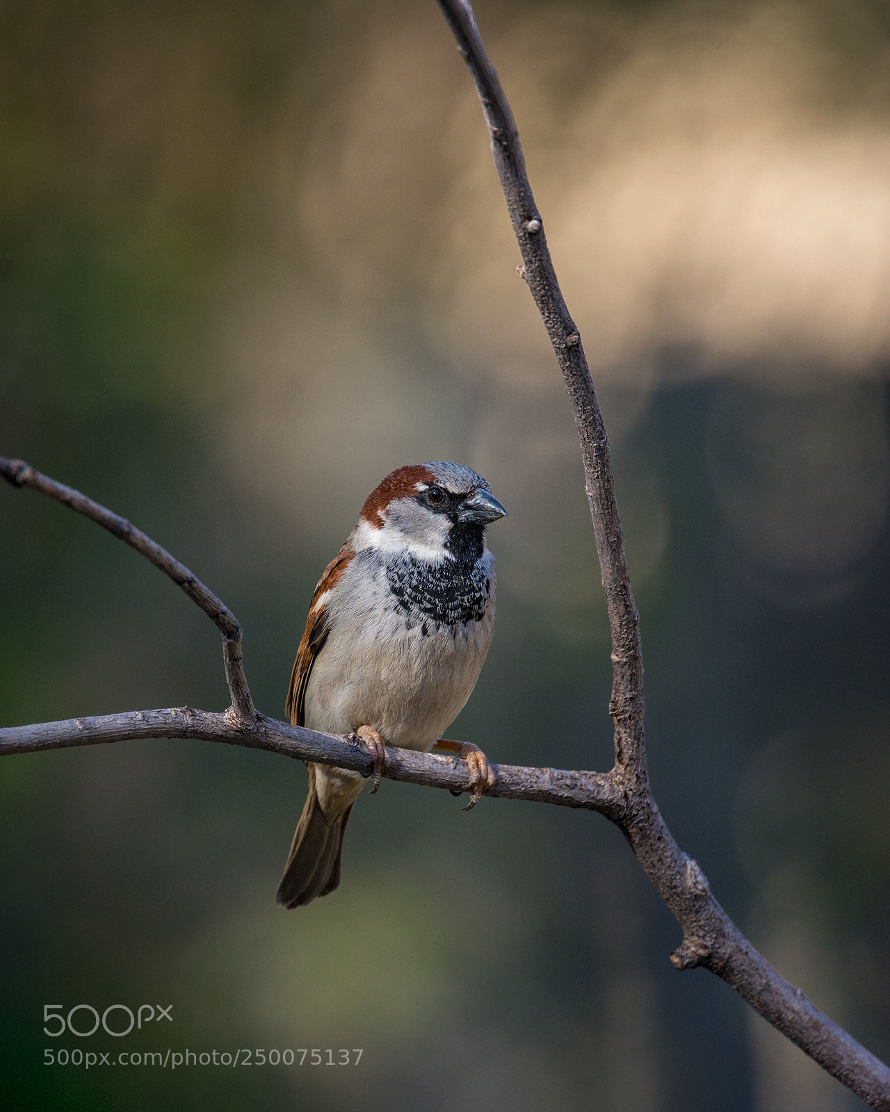 Nikon D7100 sample photo. Passer domesticus photography