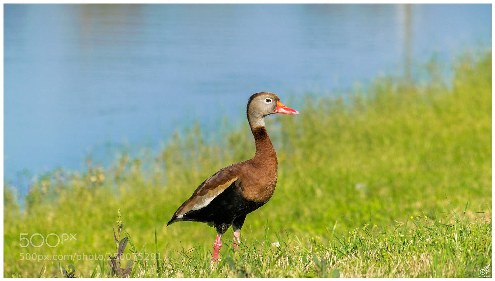 Nikon D3300 sample photo. Black bellied whistling duck photography