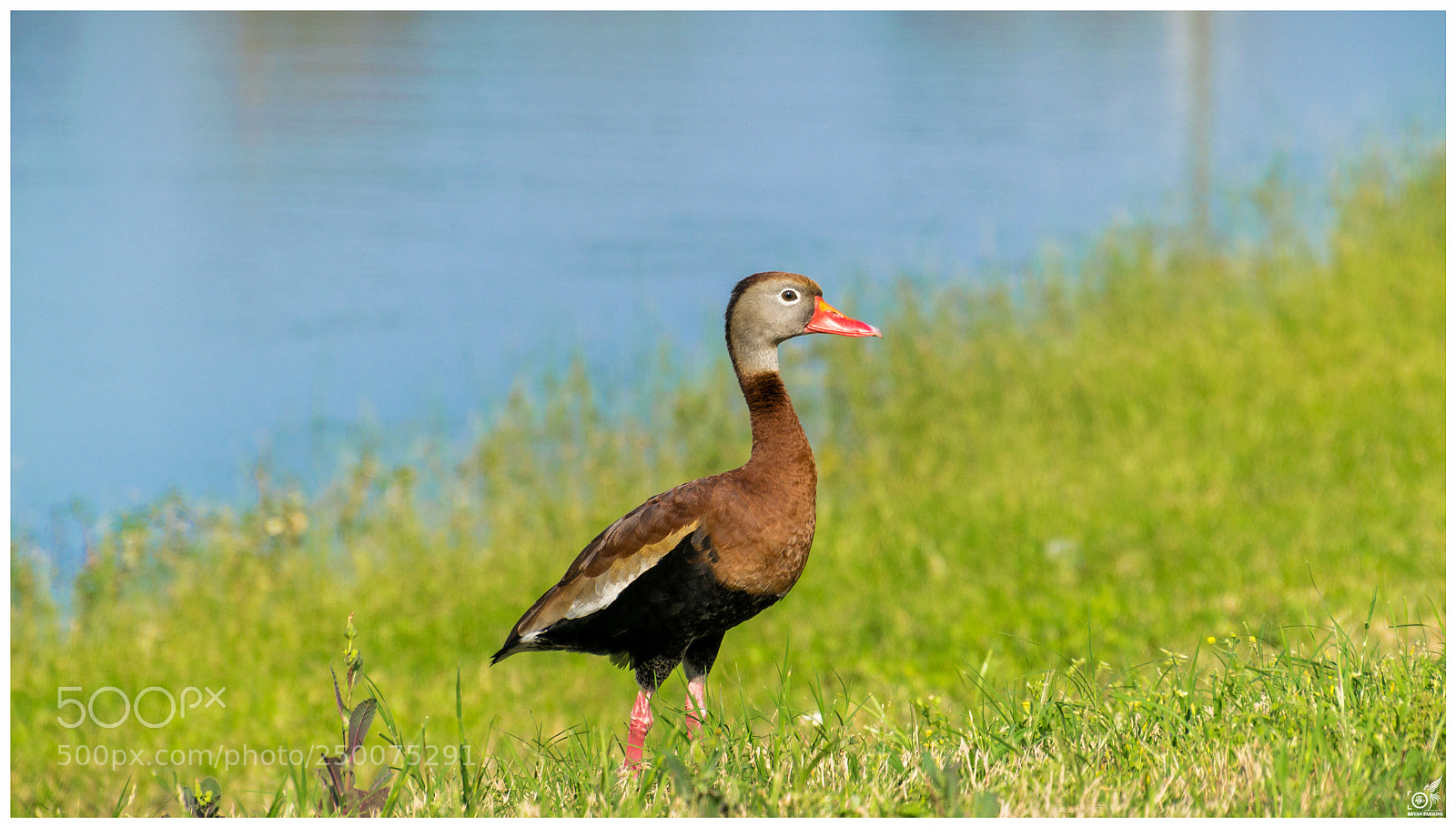 Nikon D3300 sample photo. Black bellied whistling duck photography