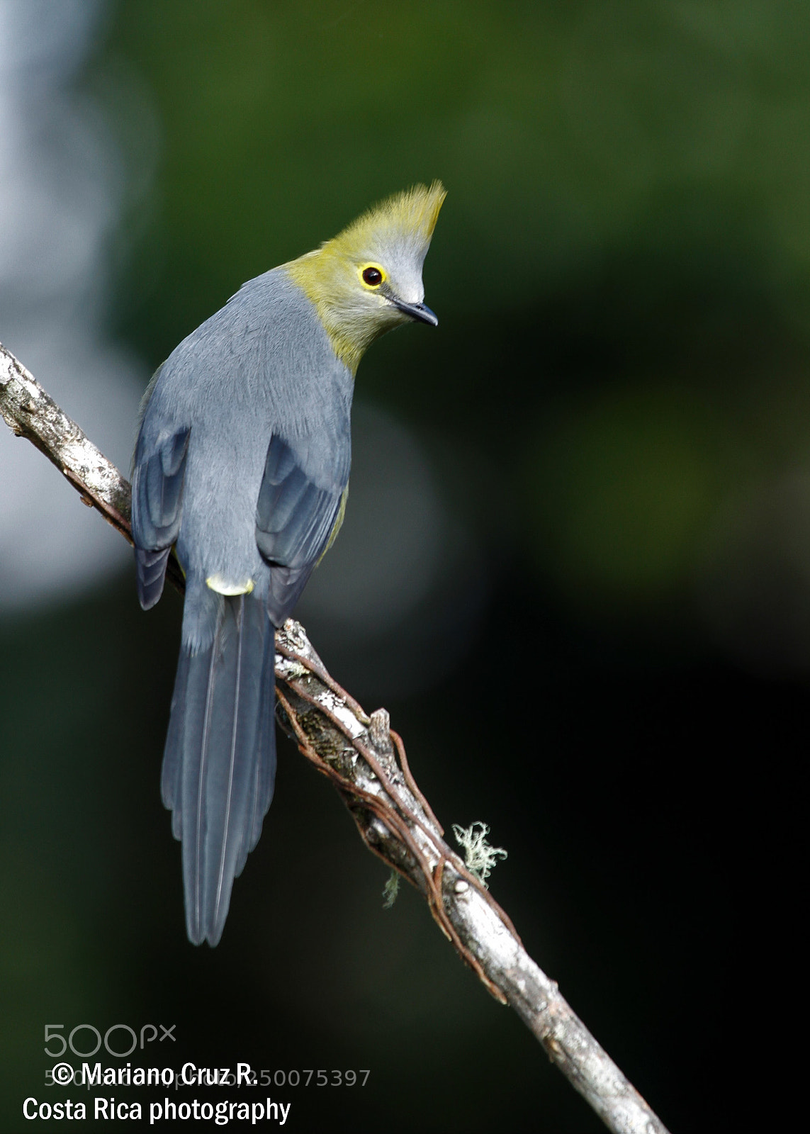 Canon EOS 7D sample photo. Long-tailed silky-flycatcher photography
