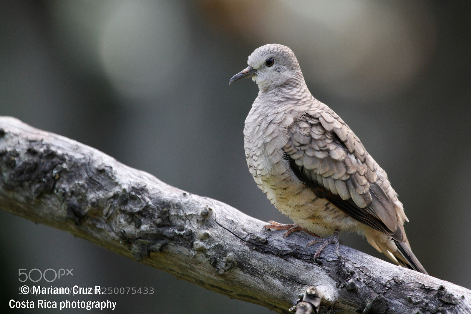 Canon EOS 7D sample photo. Inca dove photography