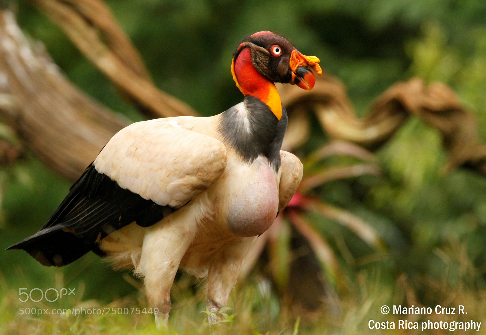 Canon EOS 7D sample photo. King vulture photography