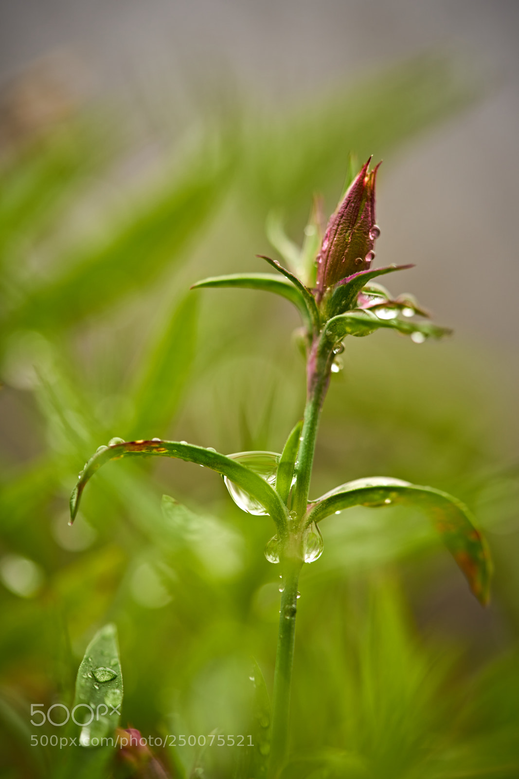 Sony a7 II sample photo. Beginning photography