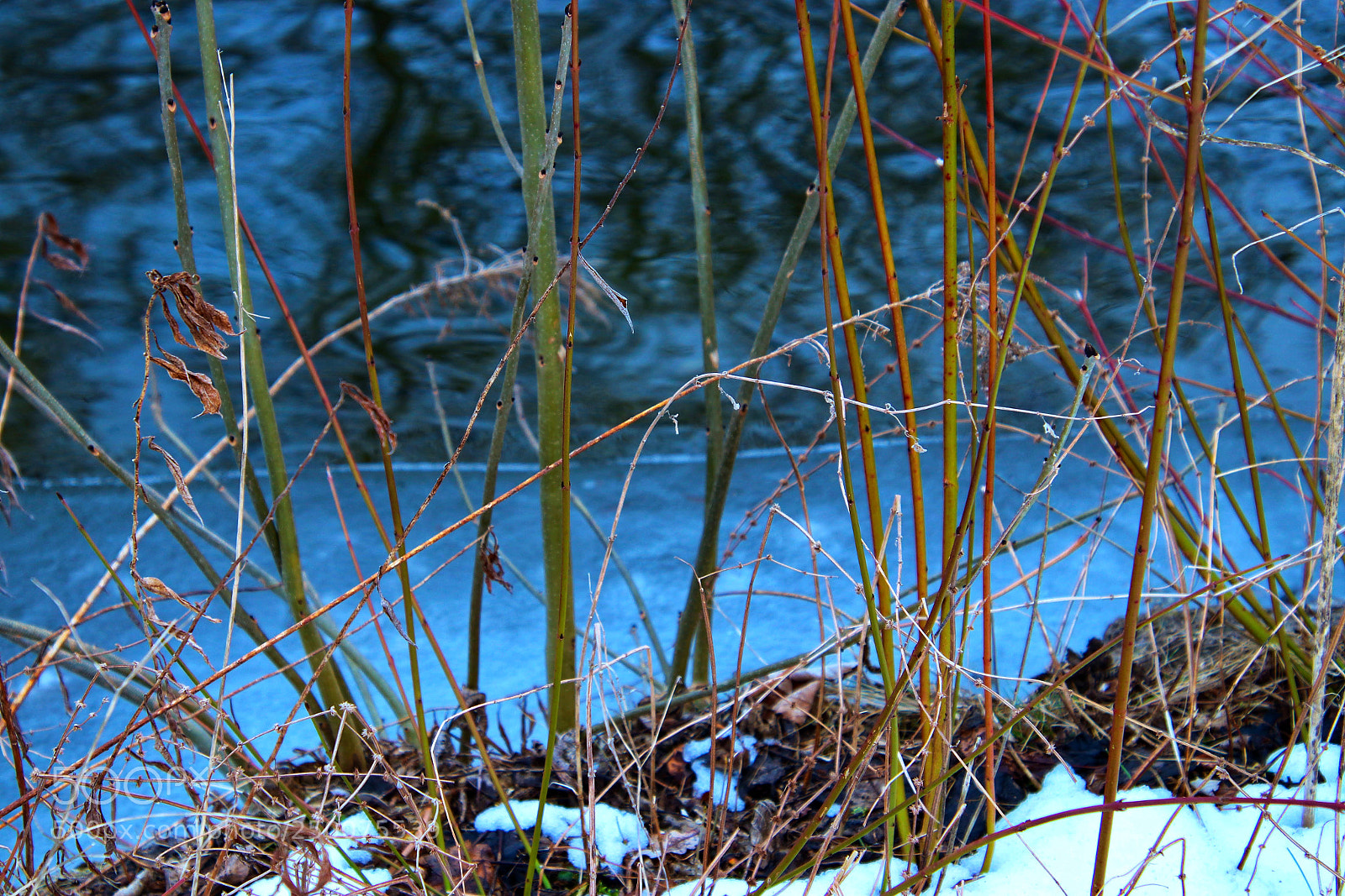 Canon EOS 77D (EOS 9000D / EOS 770D) sample photo. A winter day photography