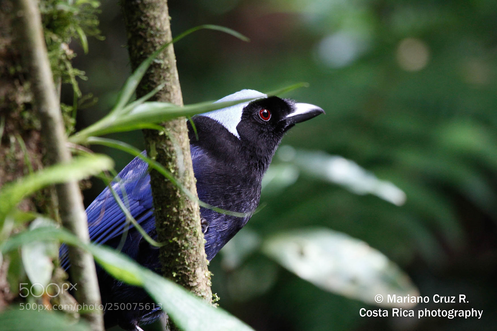 Canon EOS 7D sample photo. Azure-hooded jay photography