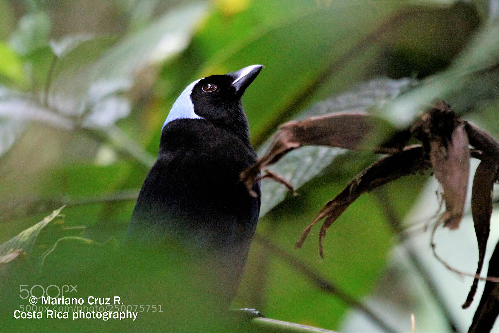 Canon EOS 7D sample photo. Azure-hooded jay photography