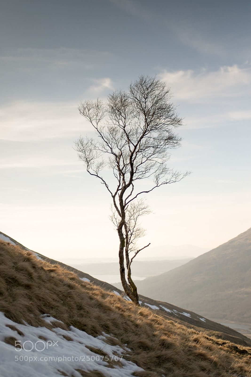 Nikon D3300 sample photo. Lone birch photography
