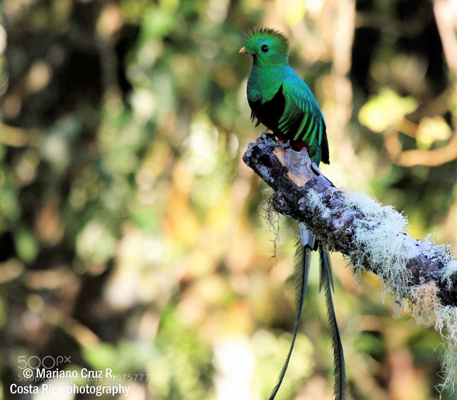 Canon EOS 7D sample photo. Resplendent quetzal photography