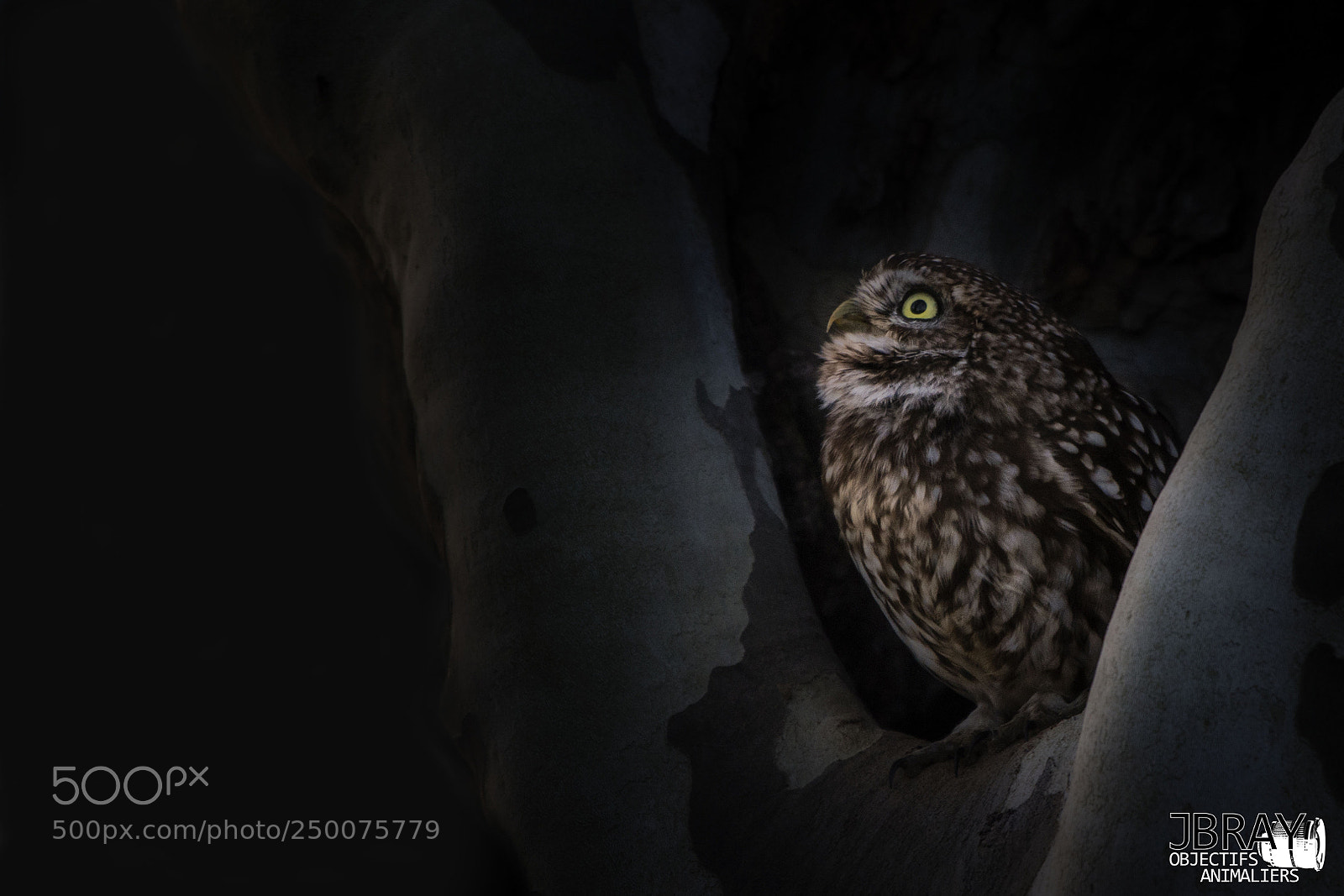Nikon D7200 sample photo. Little owl photography
