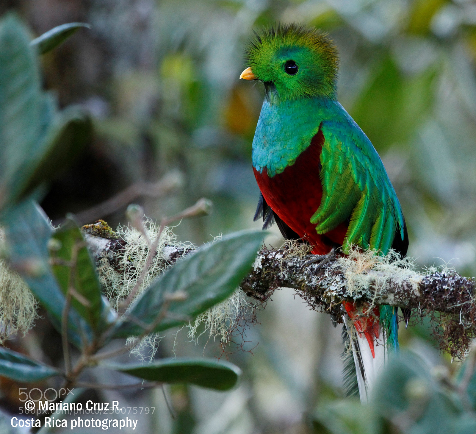 Canon EOS 7D sample photo. Resplendent quetzal photography