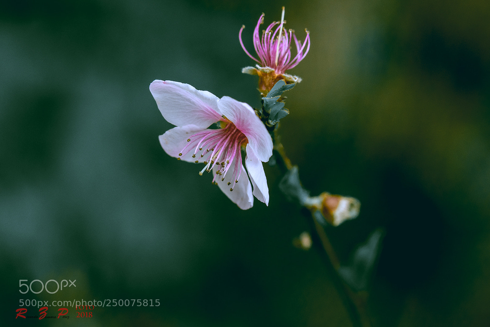 Sony SLT-A77 sample photo. Flores photography