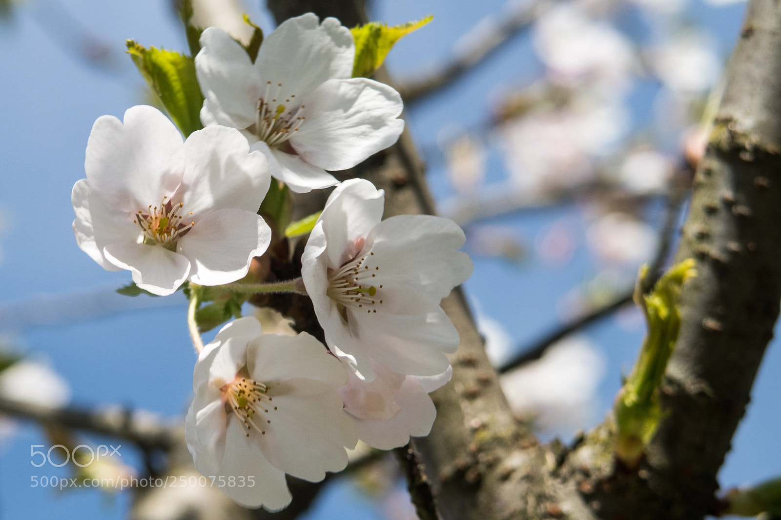 Canon PowerShot G7 X Mark II sample photo. White cherry blossoms in photography