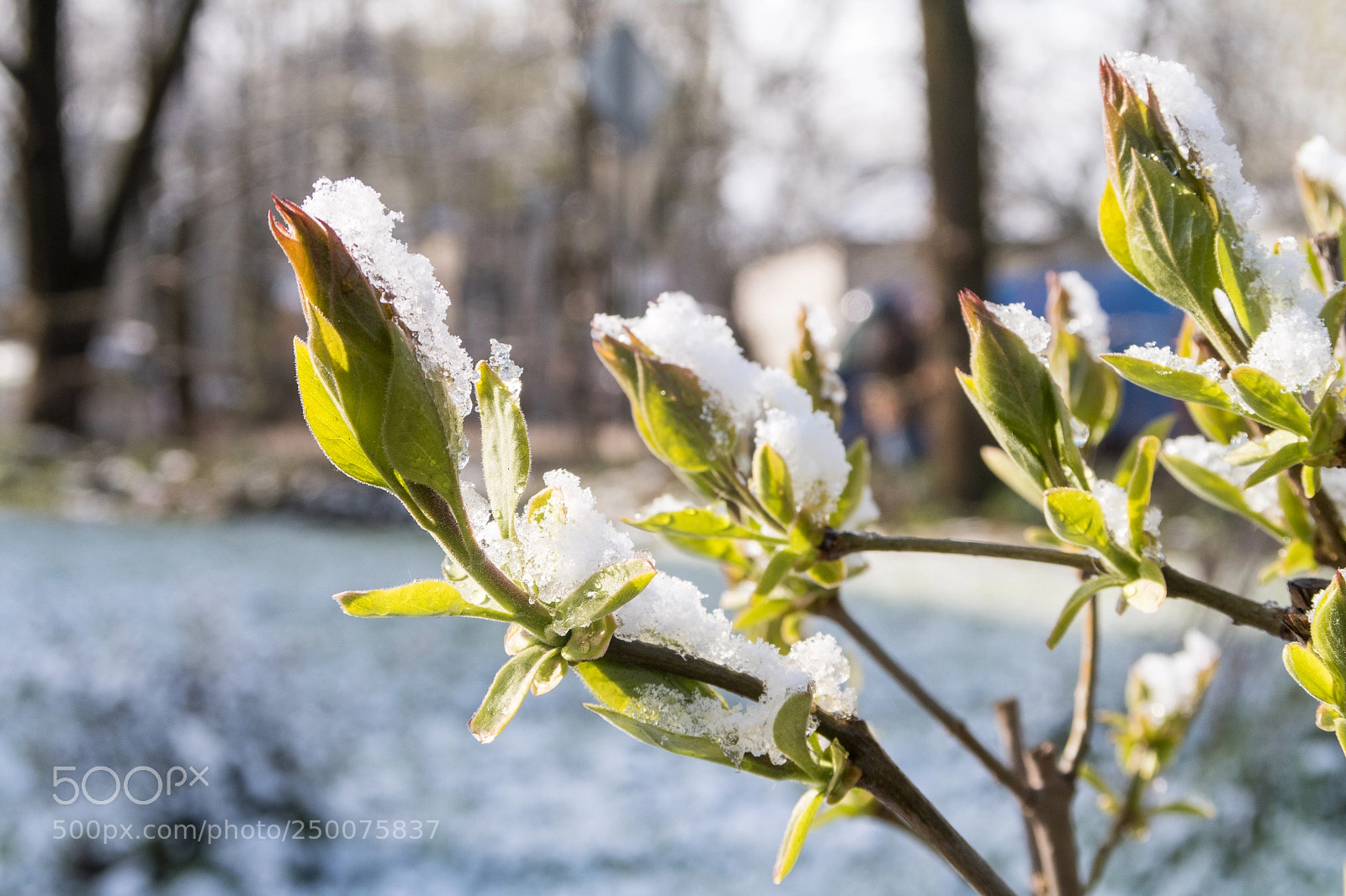 Canon PowerShot G7 X Mark II sample photo. Spring buds under snow photography