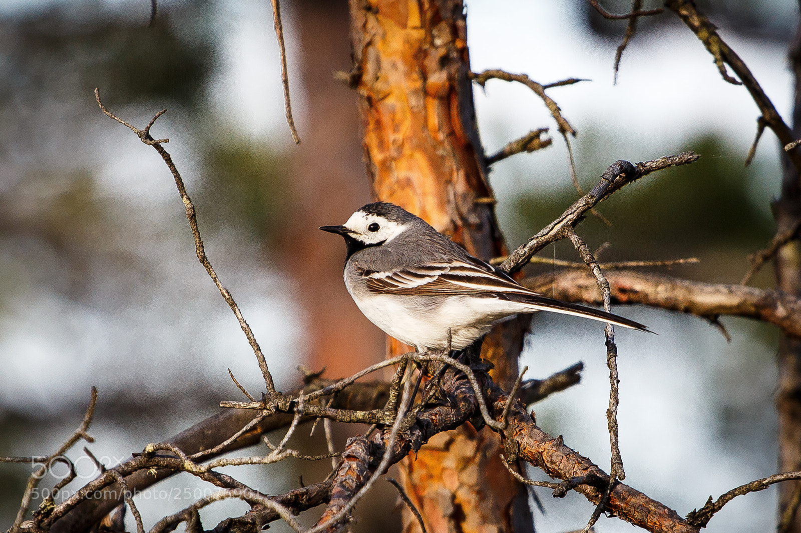 Canon EOS 650D (EOS Rebel T4i / EOS Kiss X6i) sample photo. White wagtail at emeru photography