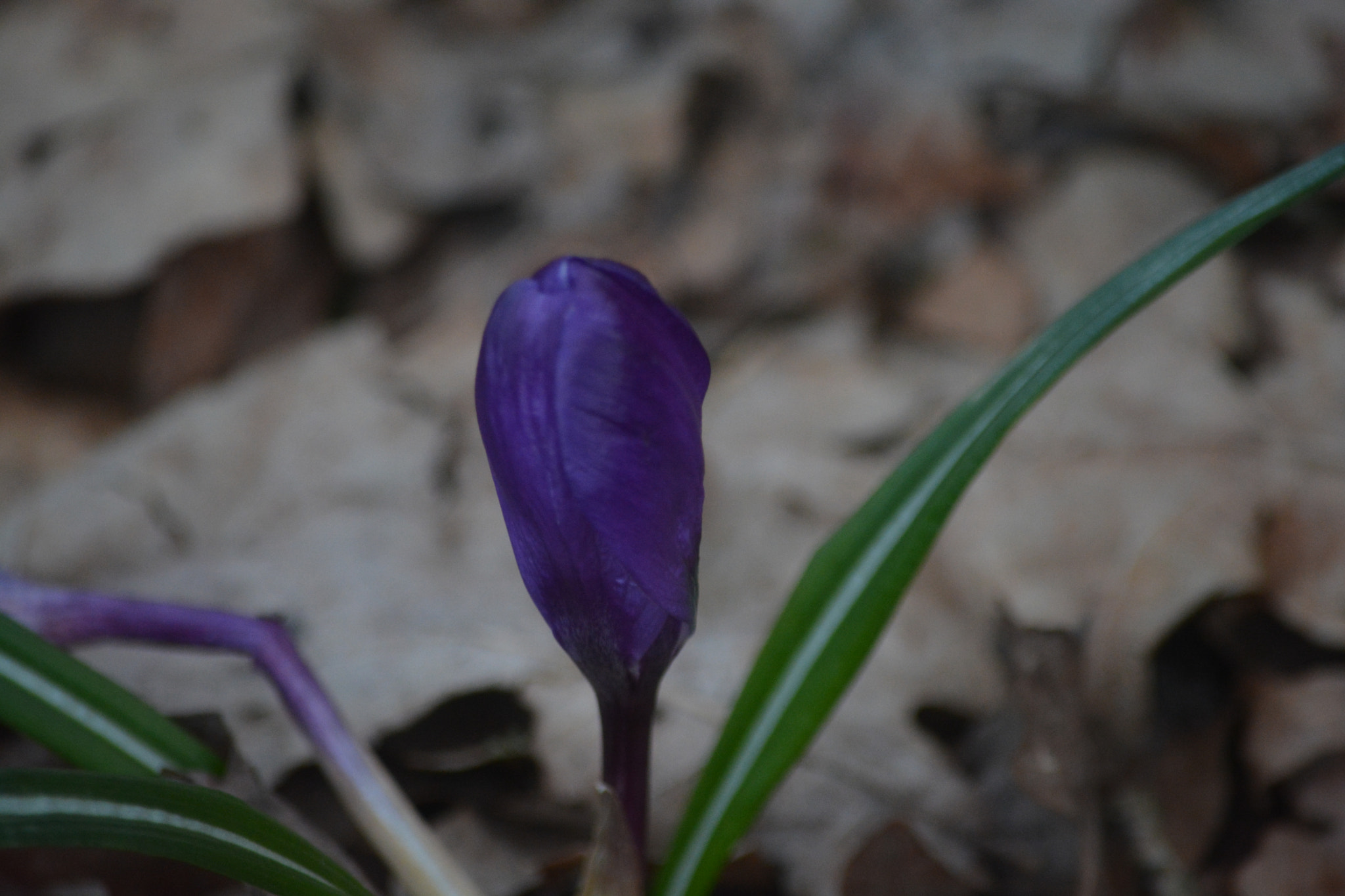 Nikon D5200 sample photo. Frühlingsbote photography