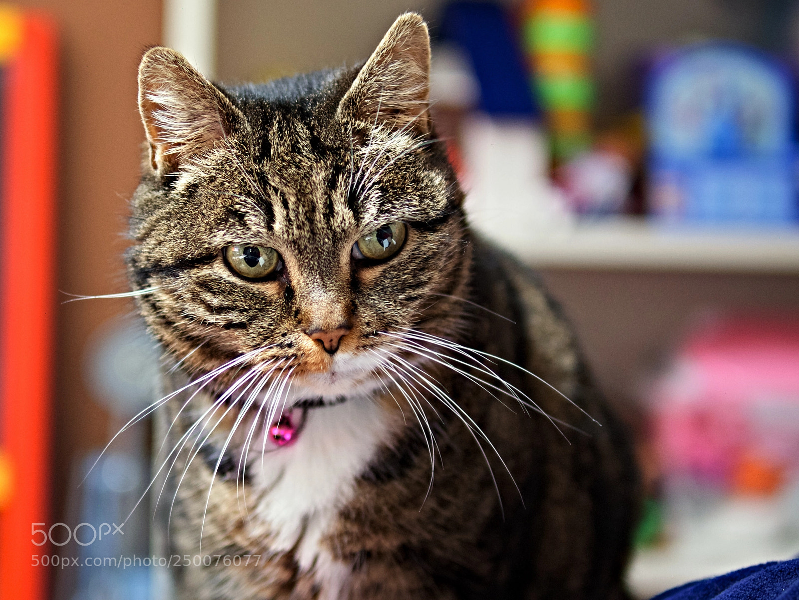 Panasonic Lumix DMC-G85 (Lumix DMC-G80) sample photo. My cat photography