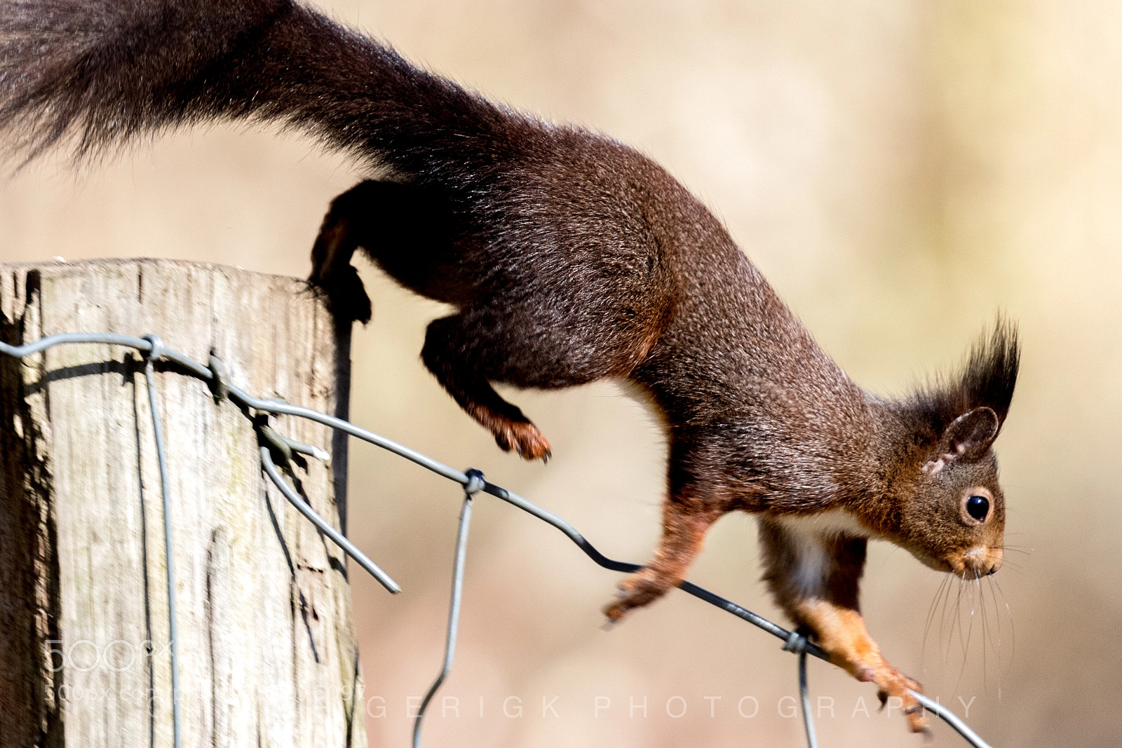 Canon EOS 80D sample photo. Squirrel #2 photography