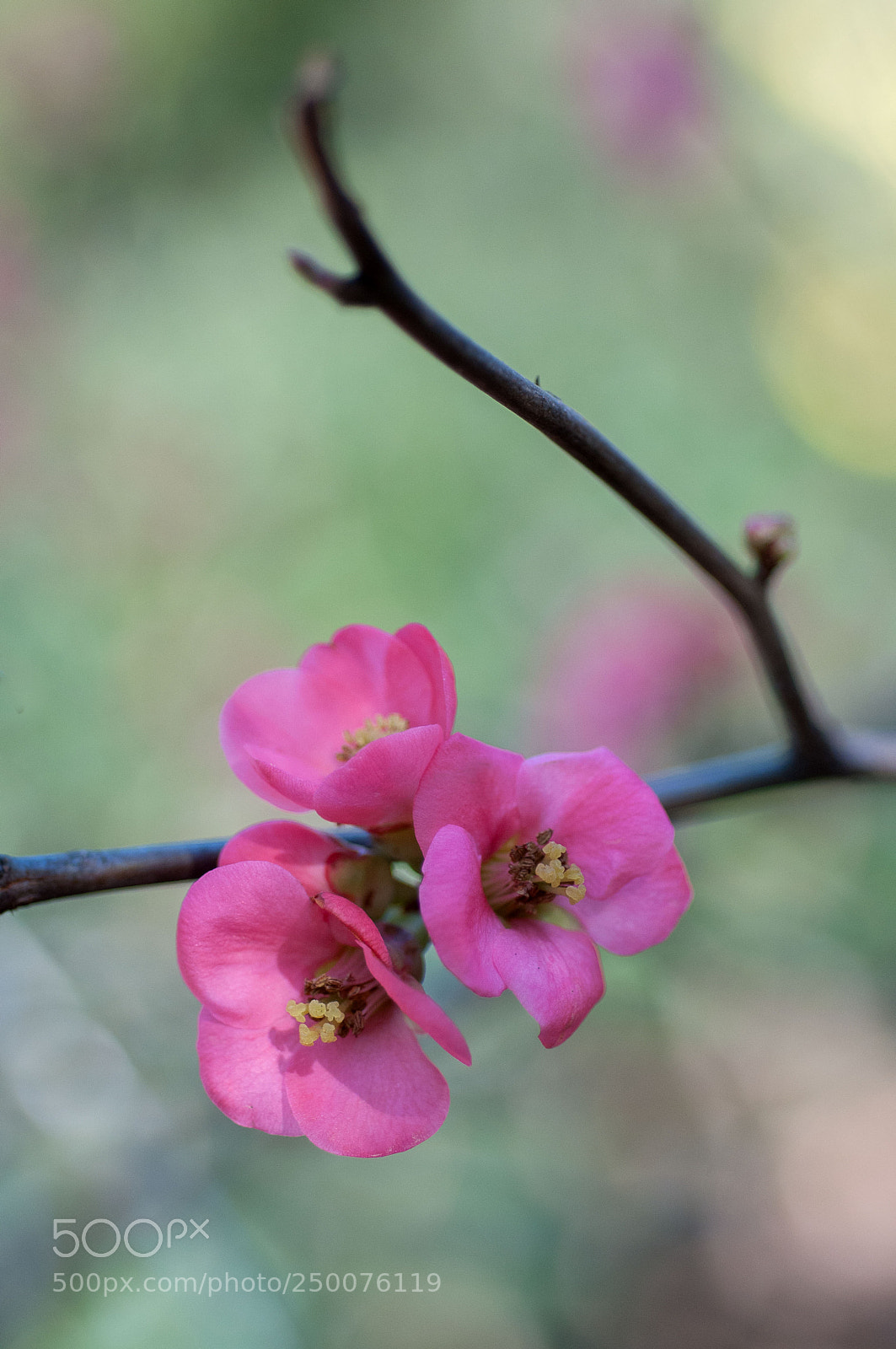 Nikon D300 sample photo. Trio photography