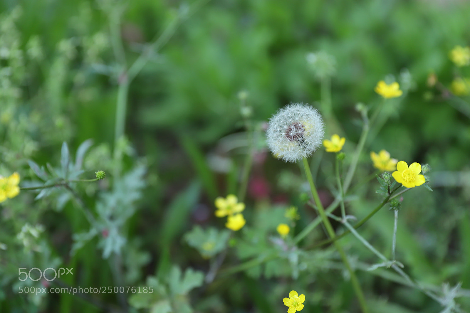 Canon EF 24-70mm F2.8L II USM sample photo. Springtime flowers photography