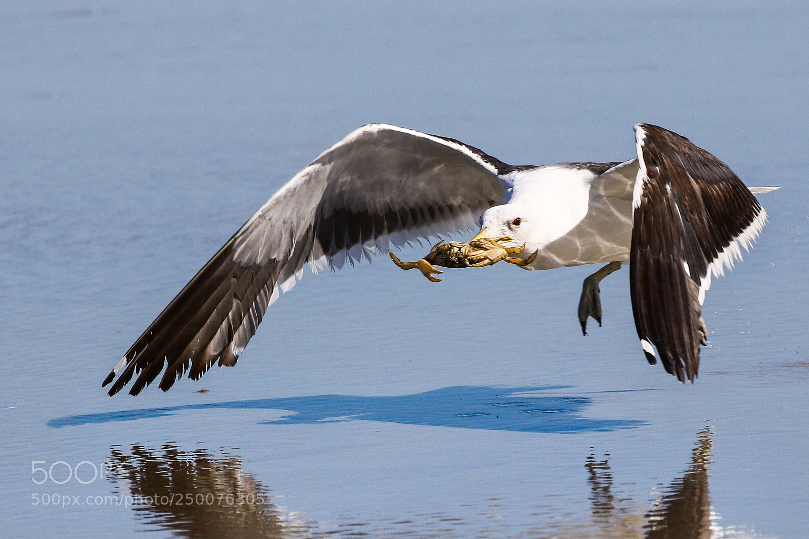 Canon EOS 7D Mark II sample photo. Crab for breakfast 2 photography