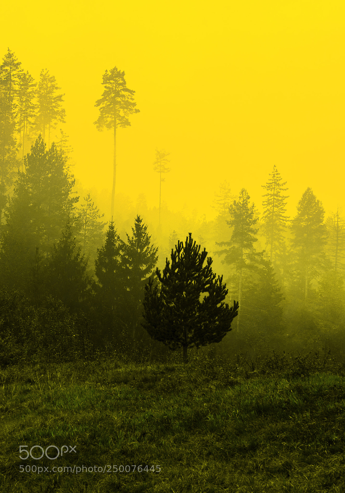 Nikon D610 sample photo. Trees photography